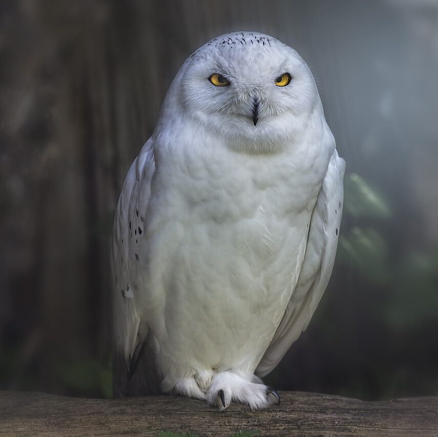 owl, raptor, bird-783791.jpg