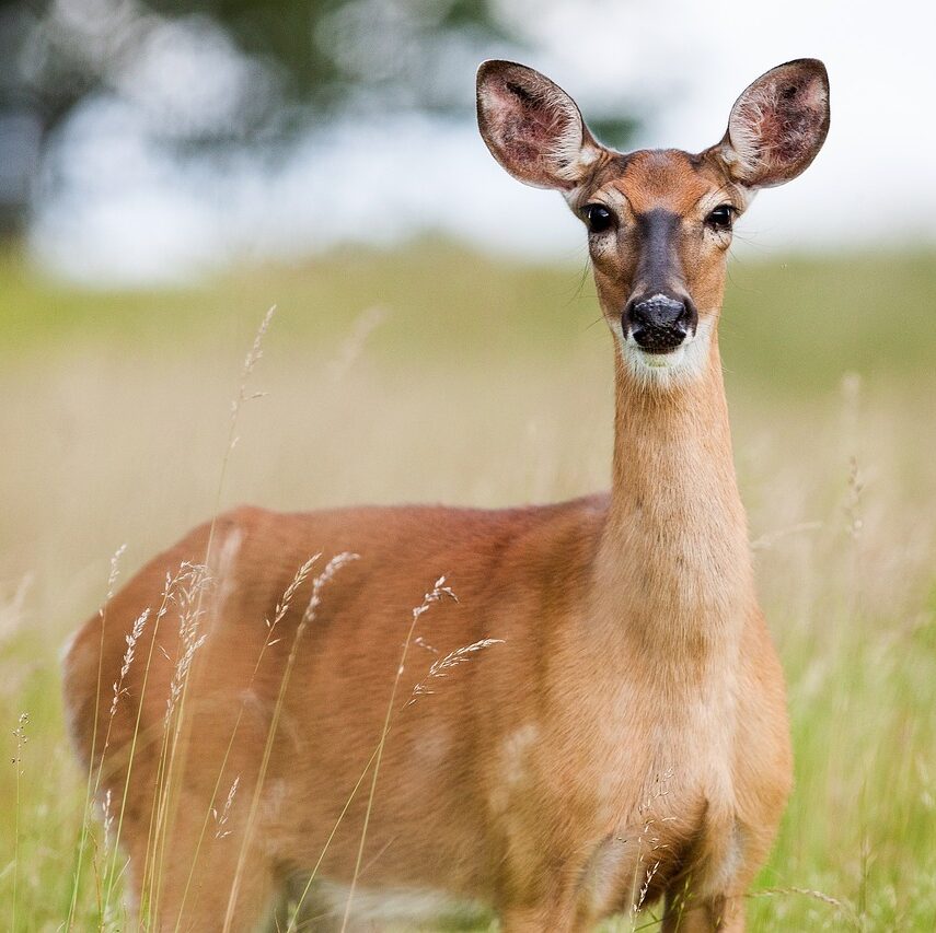 roe deer, deer, animal-1367182.jpg